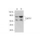 OATP-F Antibody (G-5) - Western Blotting - Image 309728