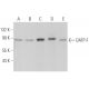 OATP-F Antibody (G-5) - Western Blotting - Image 366543 