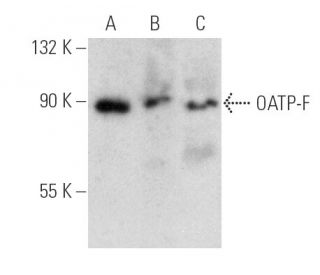 OATP-F Antibody (G-5) - Western Blotting - Image 389010 