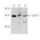 OATP-F Antibody (G-5) - Western Blotting - Image 389010 