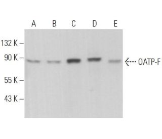 OATP-F Antibody (G-5) - Western Blotting - Image 366543Each CRISPR/Cas9 Knockout (KO) Plasmid product consists of a pool of 3 plasmids designed to ensure identification and cleavage of a specific gene for maximum knockout efficiency. Each plasmid encodes a unique 20 nt sequence derived from the GeCKO (v2) library.