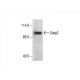 Oatp2 Antibody (A-2) - Western Blotting - Image 394067