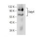 Oatp4 Antibody (D-12) - Western Blotting - Image 160496 
