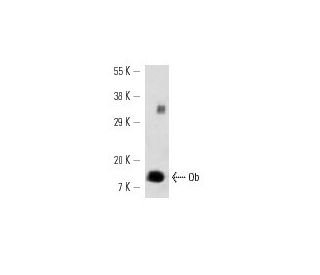 western blotting image from recommended Ob (F-3) monoclonal antibody replacement. Image 12727