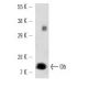 western blotting image from recommended Ob (F-3) monoclonal antibody replacement. Image 12727