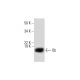 Ob Antibody (H-5) - Western Blotting - Image 291902
