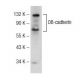 western blotting image from recommended OB-cadherin (F-3) monoclonal antibody replacement. Image 145650