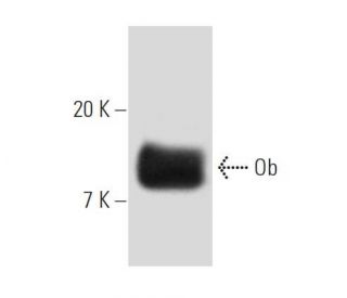 Ob Antibody (B-4) - Western Blotting - Image 8818