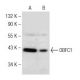 OBFC1 Antibody (A-6) - Western Blotting - Image 148980