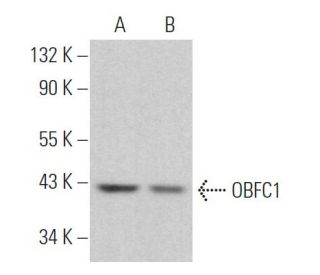 OBFC1 Antibody (A-6) - Western Blotting - Image 366578 