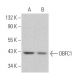 OBFC1 Antibody (A-6) - Western Blotting - Image 366578 