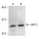 OBFC1 Antibody (A-6) - Western Blotting - Image 402244 