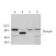 western blotting image from recommended Occludin (E-5) monoclonal antibody replacement. Image 351964