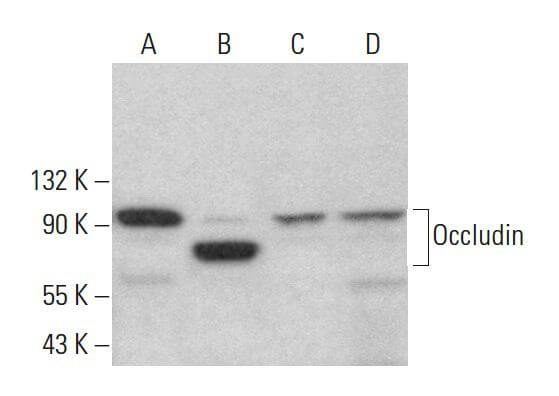Occludin Antibody (H-279) | SCBT - Santa Cruz Biotechnology
