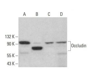 western blotting image from recommended Occludin (E-5) monoclonal antibody replacement. Image 351964