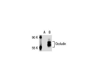 Occludin (369.7): sc-81812. Western blot analysis of Occludin expression in... 