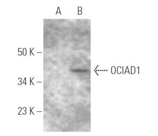 OCIAD1 Antibody (E-12) - Western Blotting - Image 290951