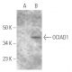 OCIAD1 Antibody (E-12) - Western Blotting - Image 290951