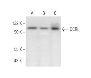 OCRL Antibody (C-2) - Western Blotting - Image 296912 