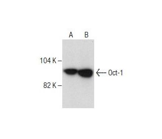 Oct-1 Antibody (0.T.100) - Western Blotting - Image 281491 