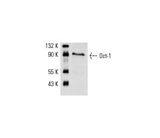 western blotting image from recommended Oct-1 (12F11) monoclonal antibody replacement. Image 1546