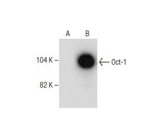 Oct-1 Antibody (12F11) - Western Blotting - Image 281492