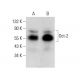 western blotting image from recommended Oct-2 (PT2) monoclonal antibody replacement. Image 380596