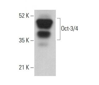 Oct3/4 Antibody (1) - Western Blotting - Image 379679 