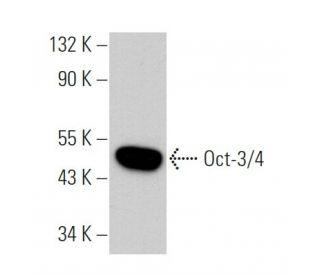 Oct3/4 Antibody (A-9) - Western Blotting - Image 369292 