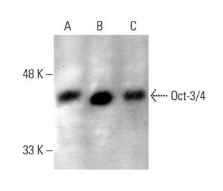 western blotting image from recommended Oct3/4 (C-10) monoclonal antibody replacement. Image 385749