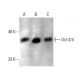 western blotting image from recommended Oct3/4 (C-10) monoclonal antibody replacement. Image 385749