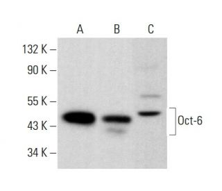 western blotting image from recommended Oct-6 (B-7) monoclonal antibody replacement. Image 381451