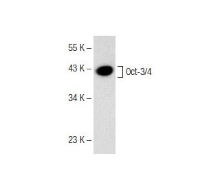 Oct3/4 Antibody (A-9) - Western Blotting - Image 141769 