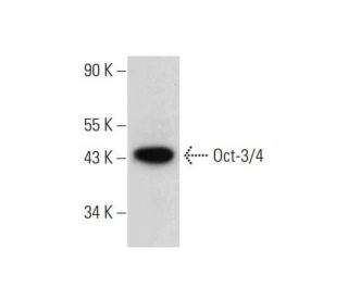 Oct3/4 Antibody (A-9) - Western Blotting - Image 314102 