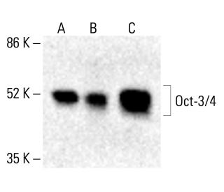 Oct3/4 Antibody (C-10) - Western Blotting - Image 413070