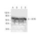 OCT6 Antibody (H-6) - Western Blotting - Image 285429