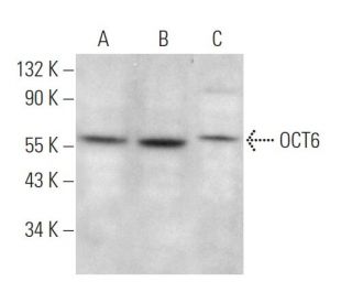 OCT6 Antibody (H-6) - Western Blotting - Image 369975 