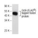 western blotting image from recommended OctA-Probe (H-5) monoclonal antibody replacement. Image 72807