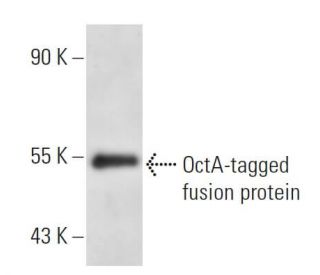 OctA-Probe Antibody (F-tag-01) - Western Blotting - Image 14973