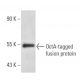 OctA-Probe Antibody (F-tag-01) - Western Blotting - Image 14973