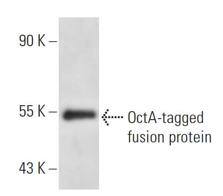 OctA-Probe Antibody (F-tag-01) | SCBT - Santa Cruz Biotechnology