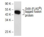 octa-probe-antibody-h-5-