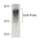 OctA-Probe Antibody (H-5) - Western Blotting - Image 399489