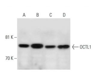 OCTL1 Antibody (B-5) - Western Blotting - Image 290935 