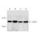 OCTL1 Antibody (B-5) - Western Blotting - Image 290935 