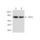 OCTL1 Antibody (B-5) - Western Blotting - Image 306554 