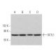 OCTL1 Antibody (B-5) - Western Blotting - Image 377975