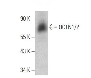 OCTN1/2 Antibody (H-9) - Western Blotting - Image 360566 