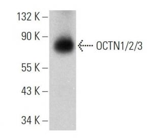 western blotting image from recommended OCTN1/2 (H-9) monoclonal antibody replacement. Image 359982