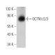 western blotting image from recommended OCTN1/2 (H-9) monoclonal antibody replacement. Image 359982